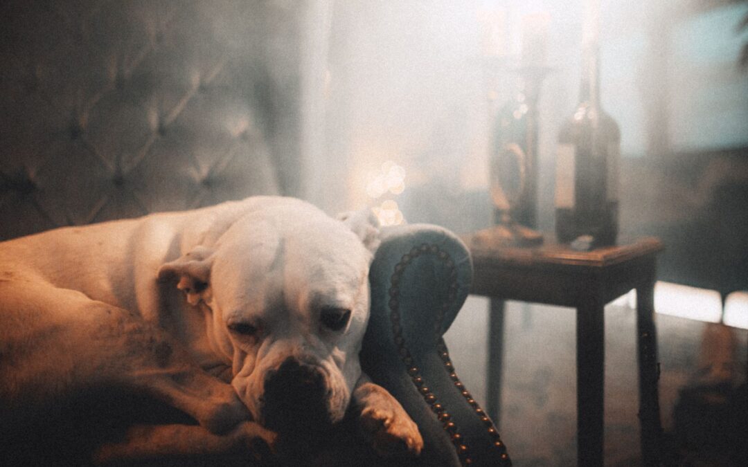 Dog Friendly Pubs: Our Guide